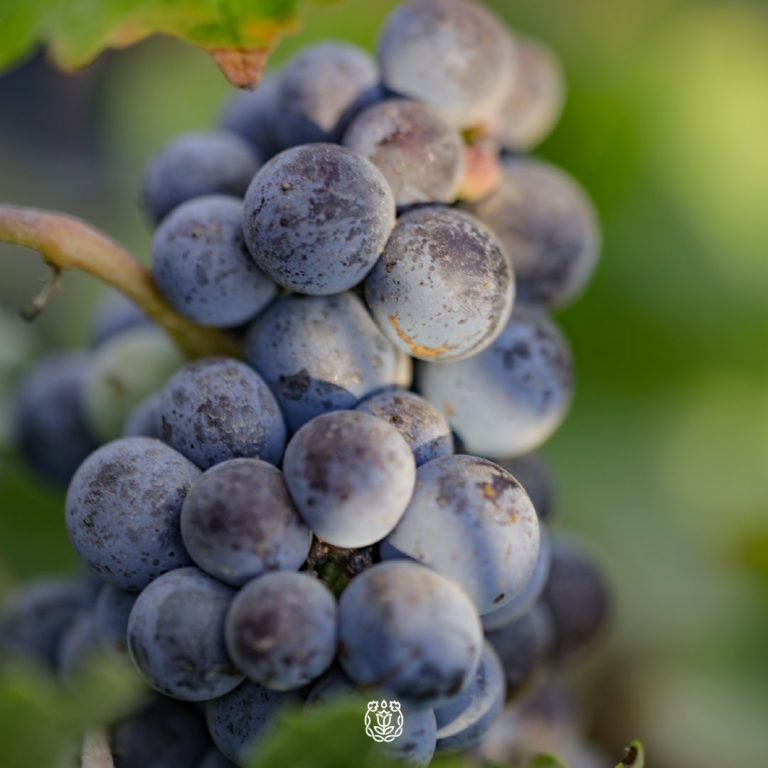 Monte Xanic 11 768x768