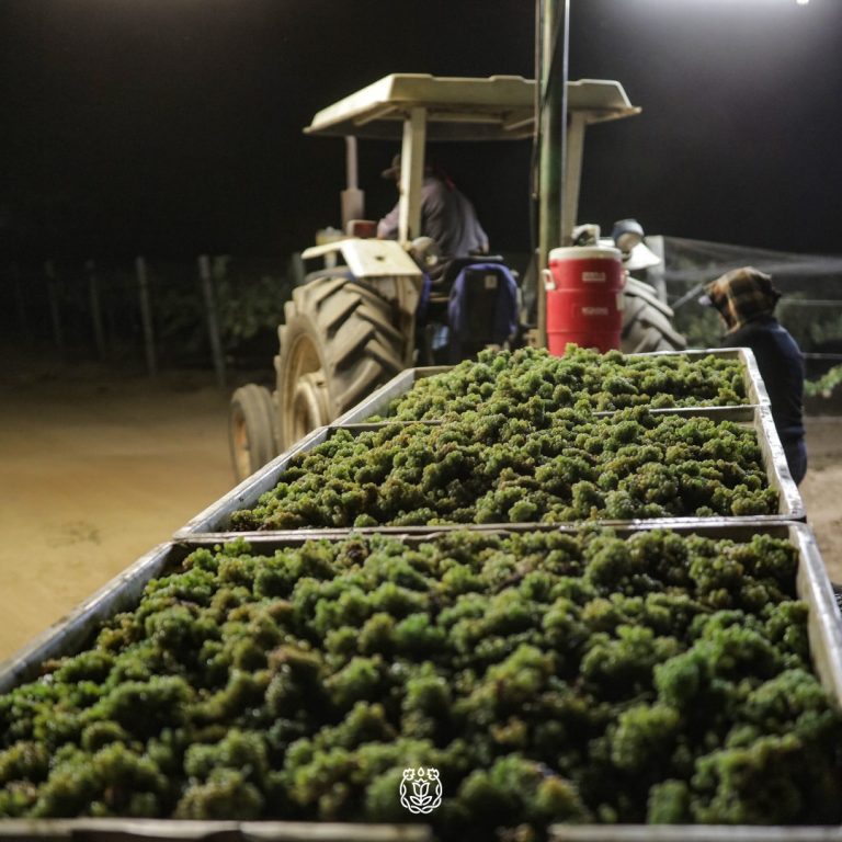 Monte Xanic1 1 768x768